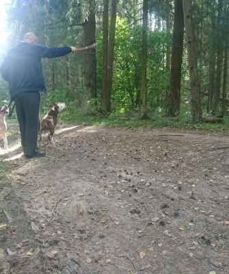 Прогулка с собаками по лесу