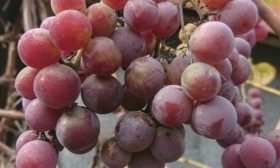 Виноград Лидия