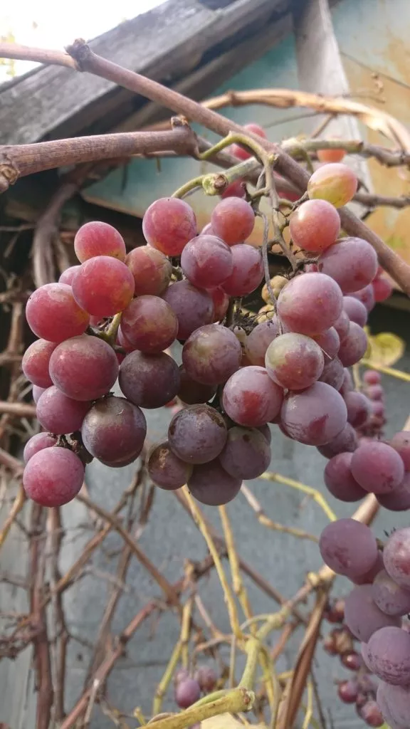Польза и возможный вред от винограда Лидия