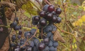 Виноград
