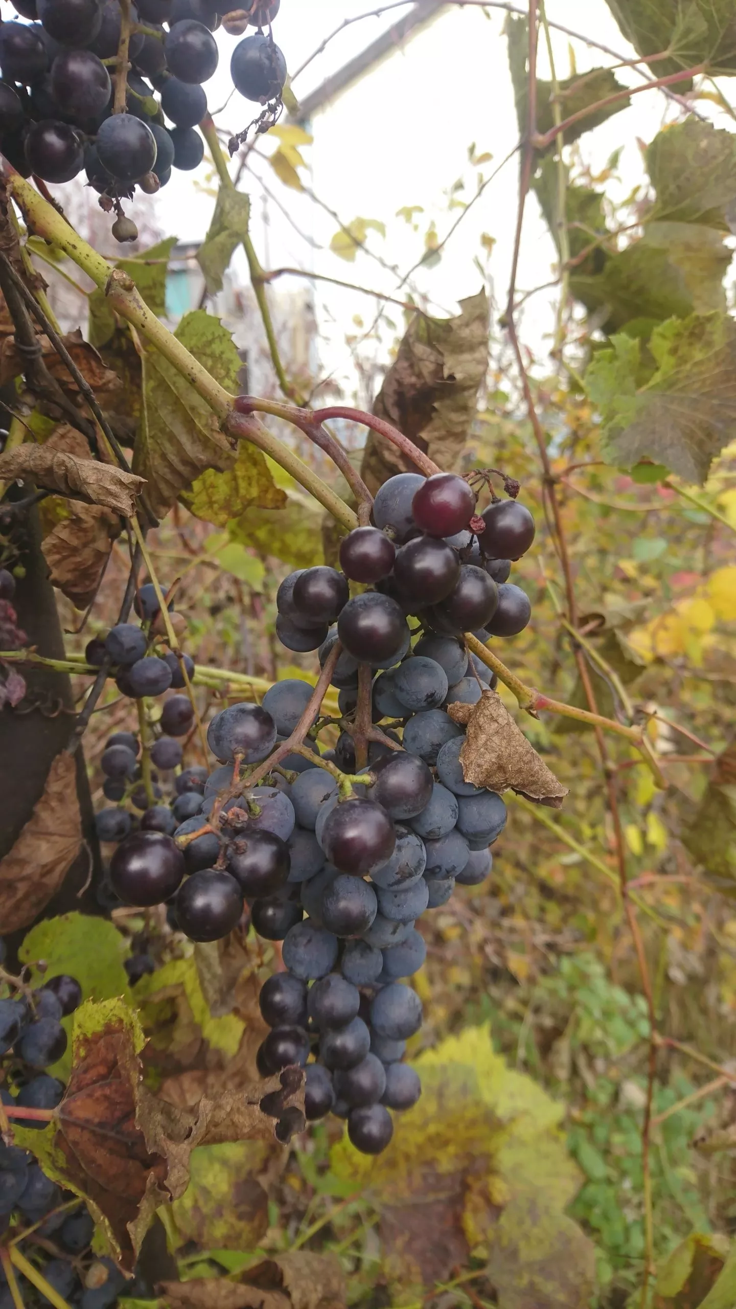 Уход за виноградом сорта Изабелла: личный опыт, советы