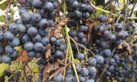 Выращивание Изабеллы