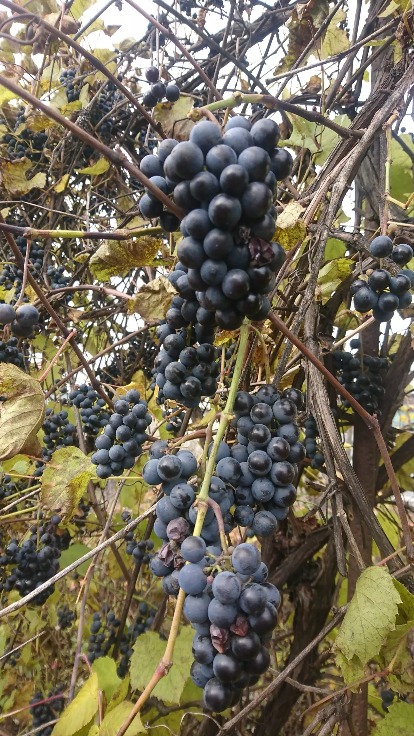 Уход за виноградом сорта Изабелла: личный опыт, советы