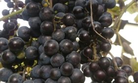 Виноград Изабелла
