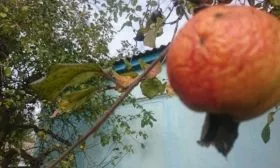 Яблоко, похожее на апельсин! Чем заболело дерево и что делать?