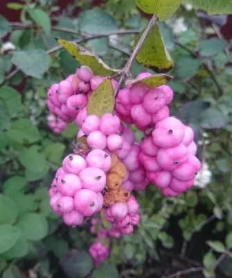 Ягоды снежноягодника розового