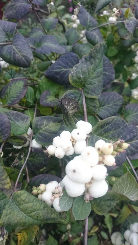 Белые ягоды снежноягодника