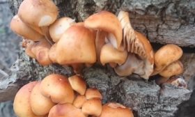 фламмулина