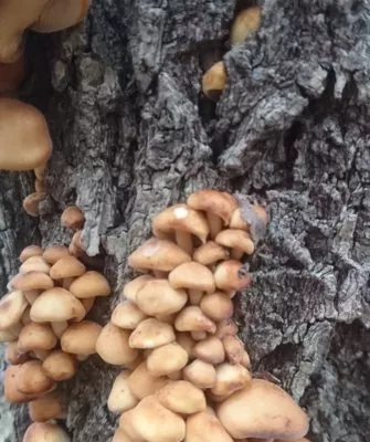 Можно ли есть грибы, растущие на деревьях?