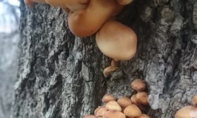 Зимние опята