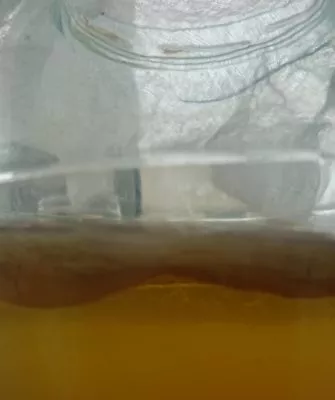 Чайный гриб плавает на поверхности