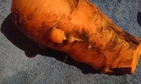 Деформированная морковь