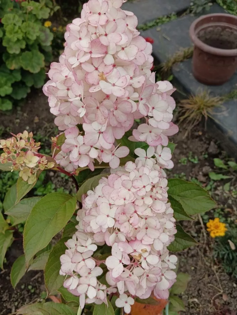 Садовый цветок гортензия метельчатая