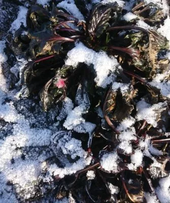 Урожай свеклы зимой под снегом