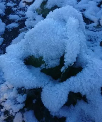 Урожай капусты под снегом