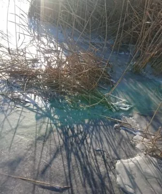 Камыш в замёрзшем пруду
