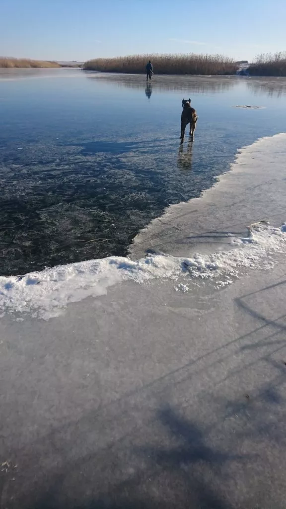 Прогулка с собаками по замёрзшему пруду