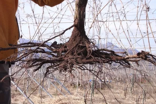 Как пересадить виноград: перевалкой, с очищенной корневой системой,отводками и т. д.
