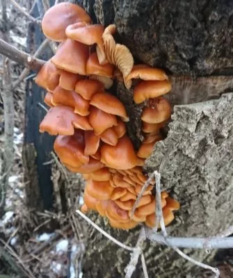 Зимние грибы на деревьях