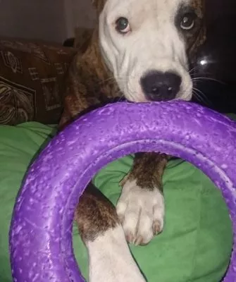 Игрушка для собаки в виде кольца