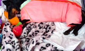 Собака после стерилизации