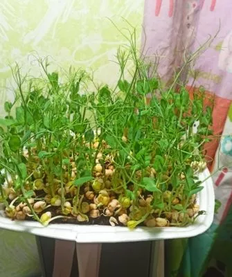 Проростки зеленого гороха (микрозелень)