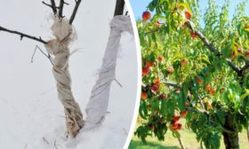 Утепление персикового дерева зимой