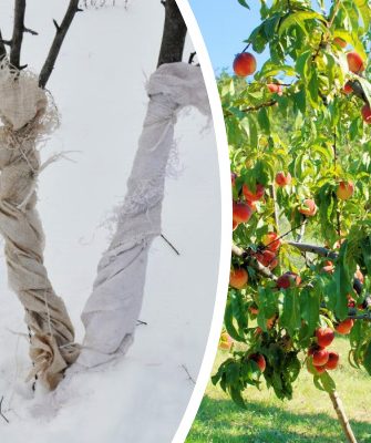 Утепление персикового дерева зимой
