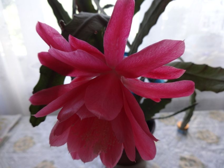 Розовый цветок эпифиллума