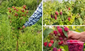 Малиновое дерево Таруса