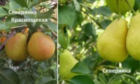 Отличие Северянки краснощекой от просто Северянки
