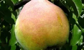 Деканка зимняя