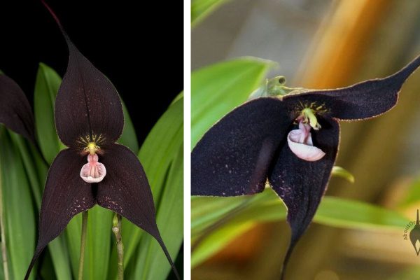 Орхидея Равен