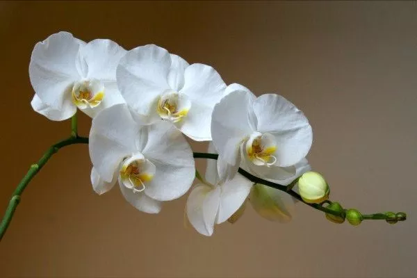Белая орхидея: что это, разновидности, сорта