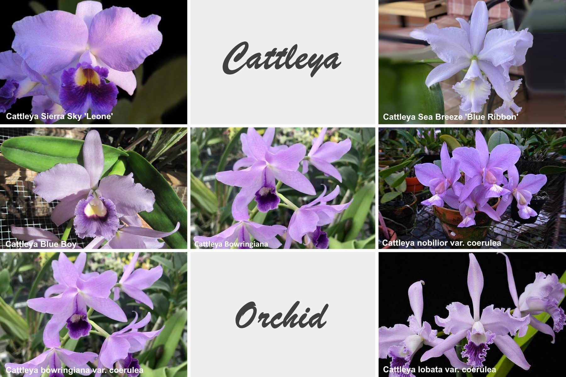 Каттлея орхидеи синие
