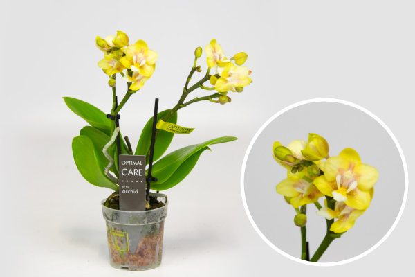 Желтая Мини Орхидея Фаленопсис