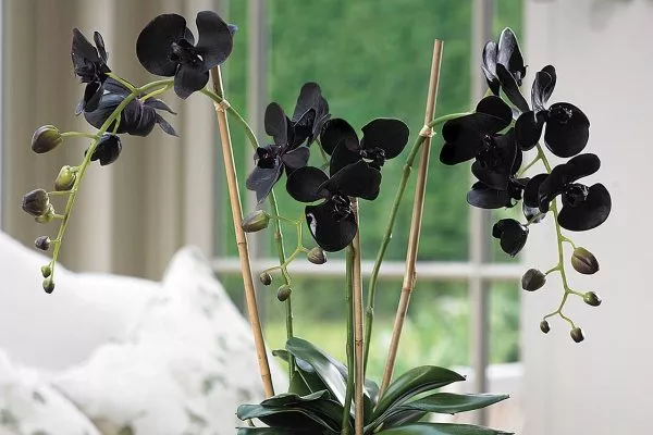 Уход и содержание черной орхидеи