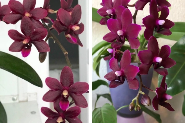 Орхидея Черная жемчужина