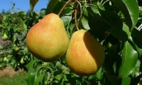 Дюшес летний