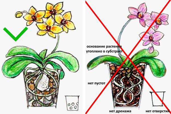 Правильная посадка фаленопсиса