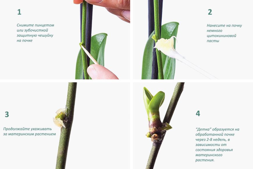 Применение цитокининовой пасты на орхидеи