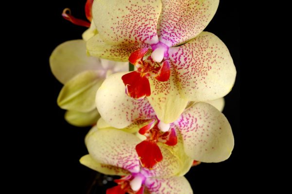 Орхидея Пульсация