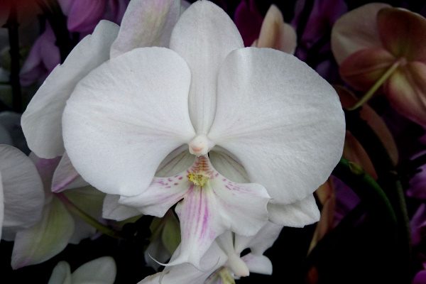 Phalaenopsis Leontine