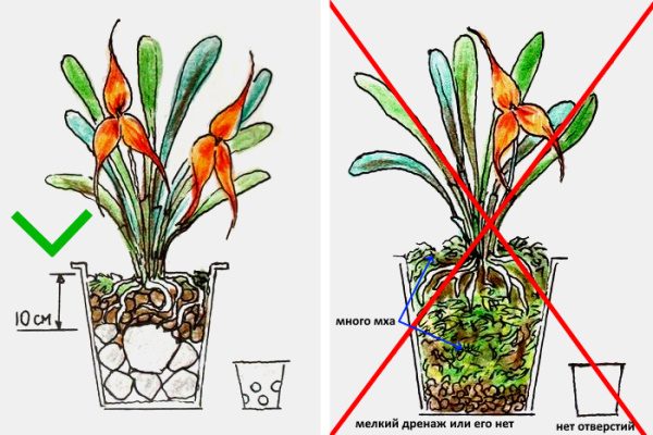 Правильная посадка орхидеи дракулы