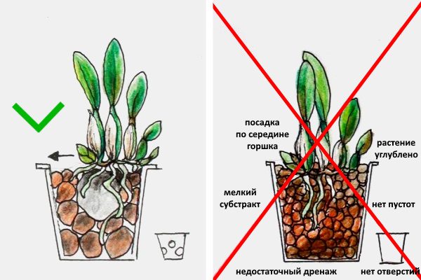 Правильная посадка каттлеи