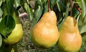 Дюшес Московский