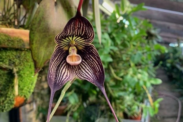Орхидея Дракула Вампира