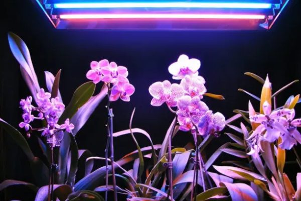 Фитолампа для орхидей