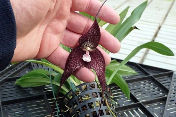 Орхидея Дракула Розли