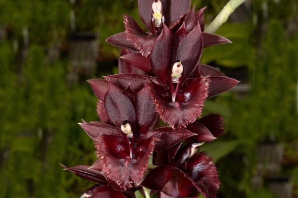 Бывают ли орхидеи чёрными? Как добиться такого цвета? Как правильно посадить и вырастить?